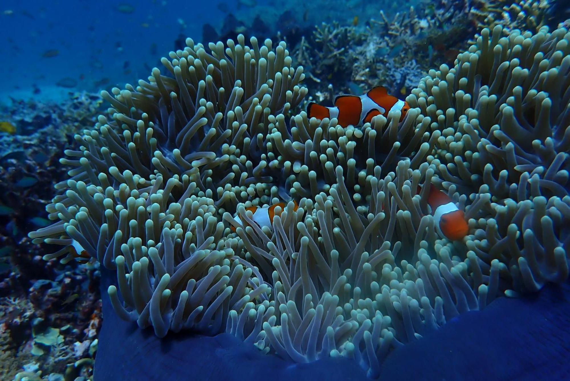 Wai Resort - Raja Ampat Pulau Birie エクステリア 写真