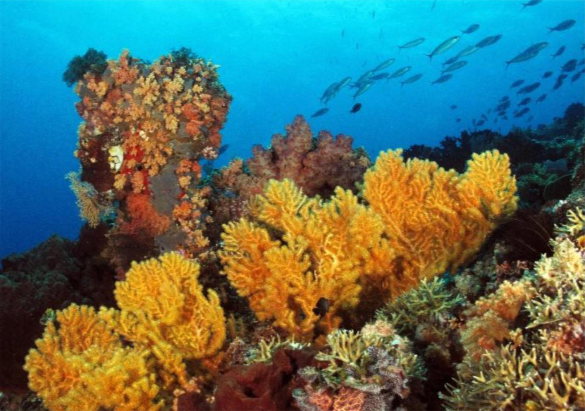 Wai Resort - Raja Ampat Pulau Birie エクステリア 写真