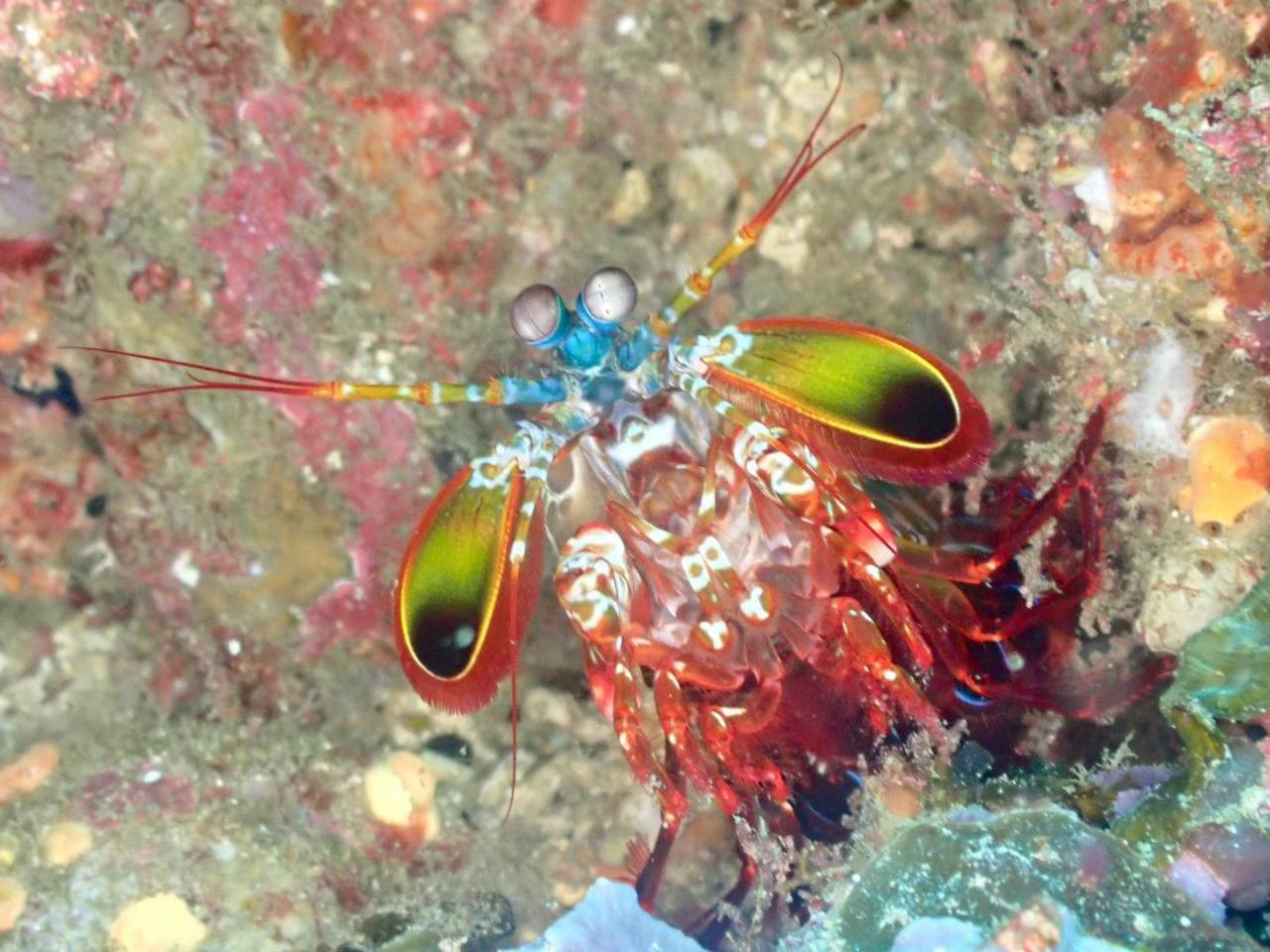 Wai Resort - Raja Ampat Pulau Birie エクステリア 写真