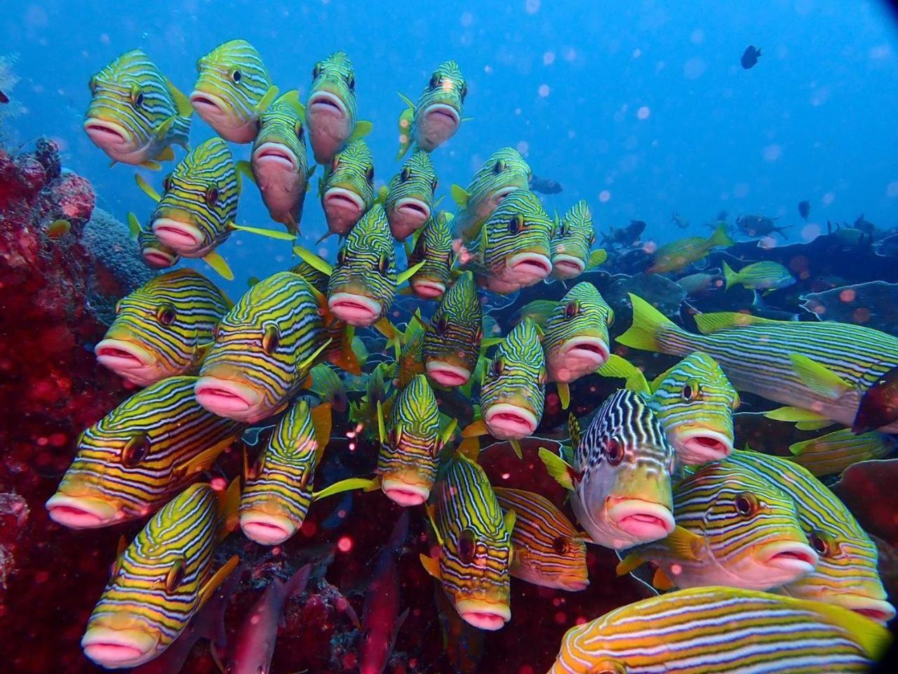 Wai Resort - Raja Ampat Pulau Birie エクステリア 写真