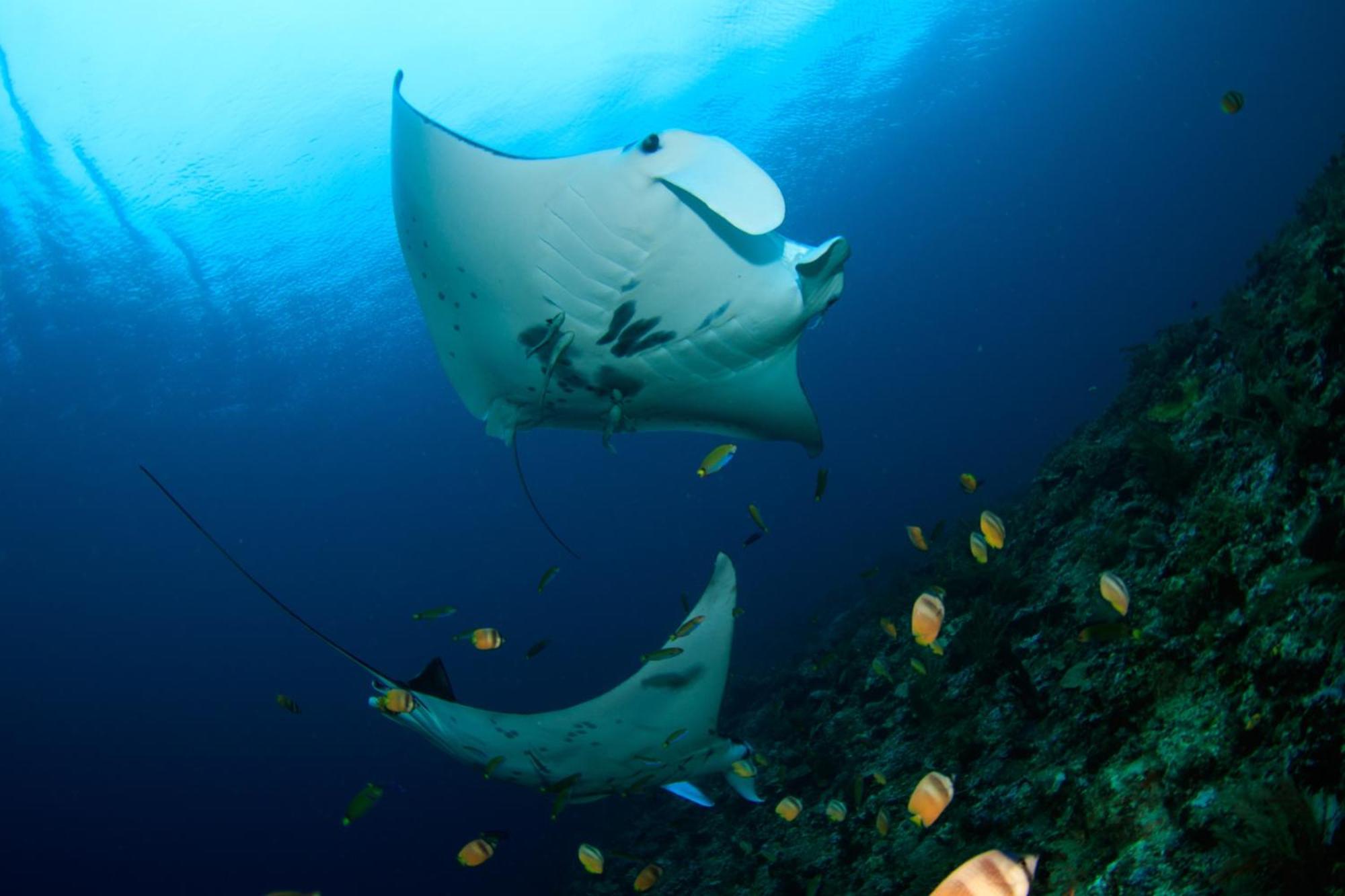 Wai Resort - Raja Ampat Pulau Birie エクステリア 写真