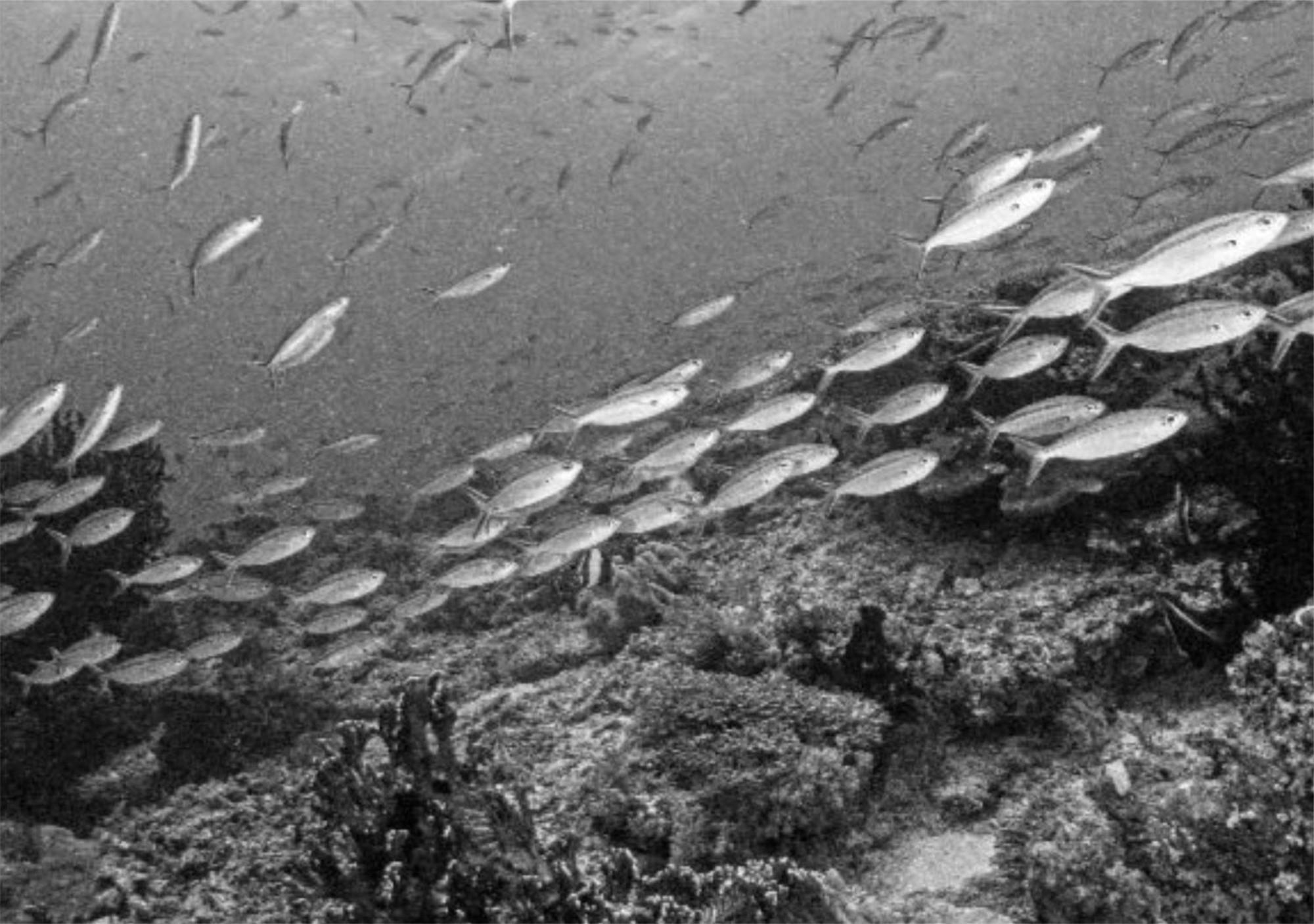 Wai Resort - Raja Ampat Pulau Birie エクステリア 写真