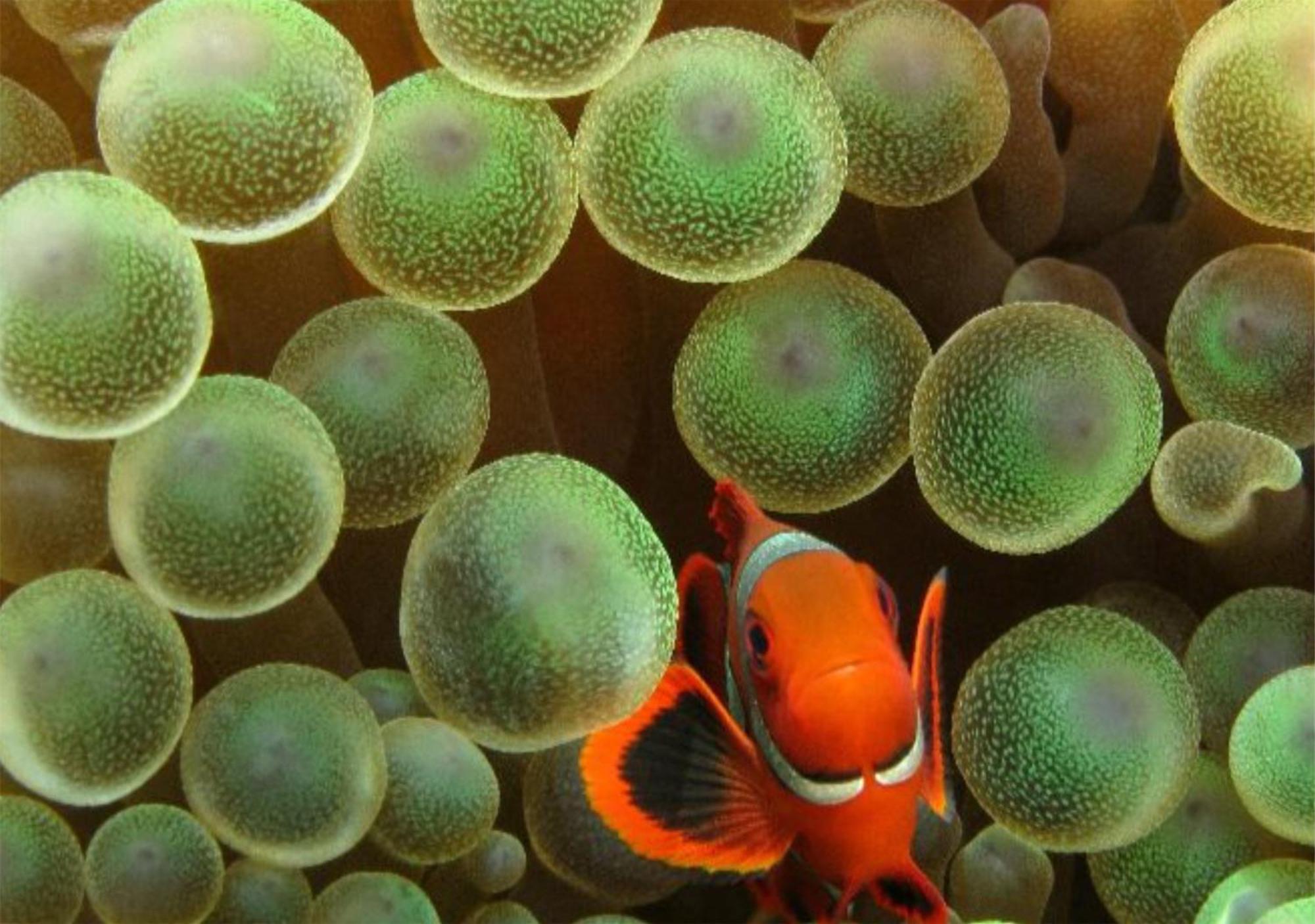 Wai Resort - Raja Ampat Pulau Birie エクステリア 写真